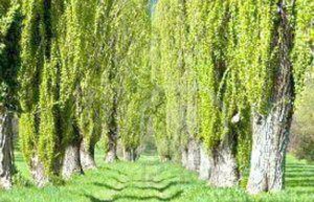 M�s incentivos econ�micos para la producci�n forestal