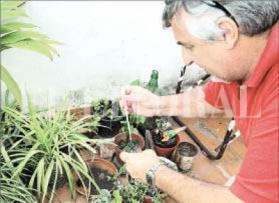 Dengue: empez� el relevamiento larvario