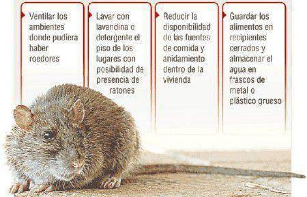 Una mujer habr�a muerto a causa del Hantavirus en Bariloche