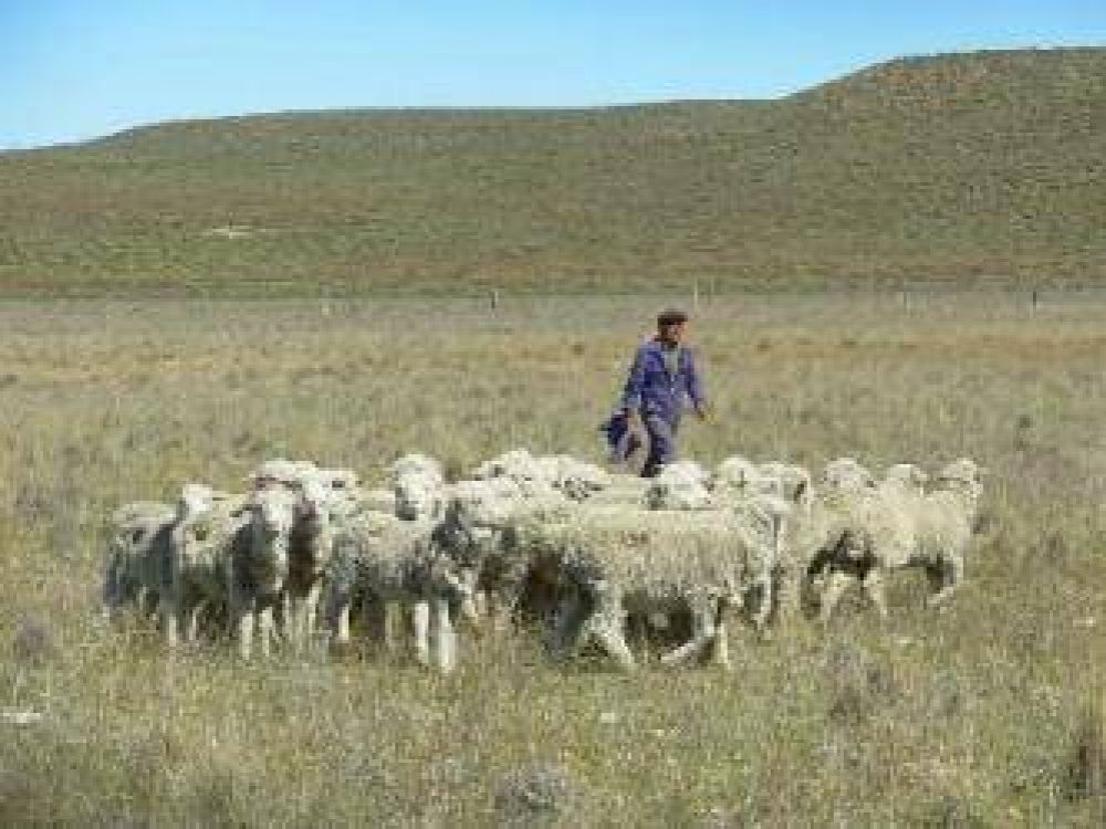 Asistencia t�cnica del Ente de Desarrollo apunta a mejorar la producci�n ganadera del departamento Valcheta