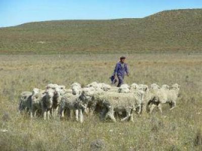 Asistencia t�cnica del Ente de Desarrollo apunta a mejorar la producci�n ganadera del departamento Valcheta