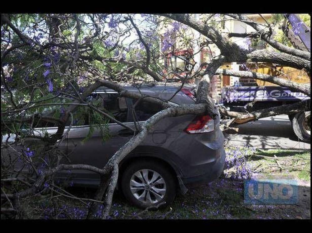 Un �rbol cay� sobre un auto que estaba estacionado sobre la vereda