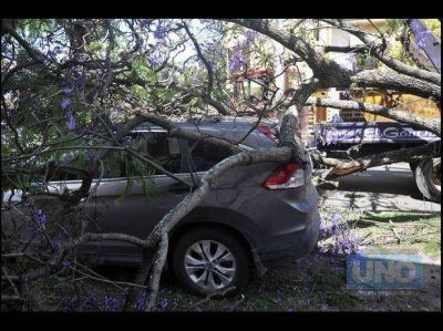 Un �rbol cay� sobre un auto que estaba estacionado sobre la vereda