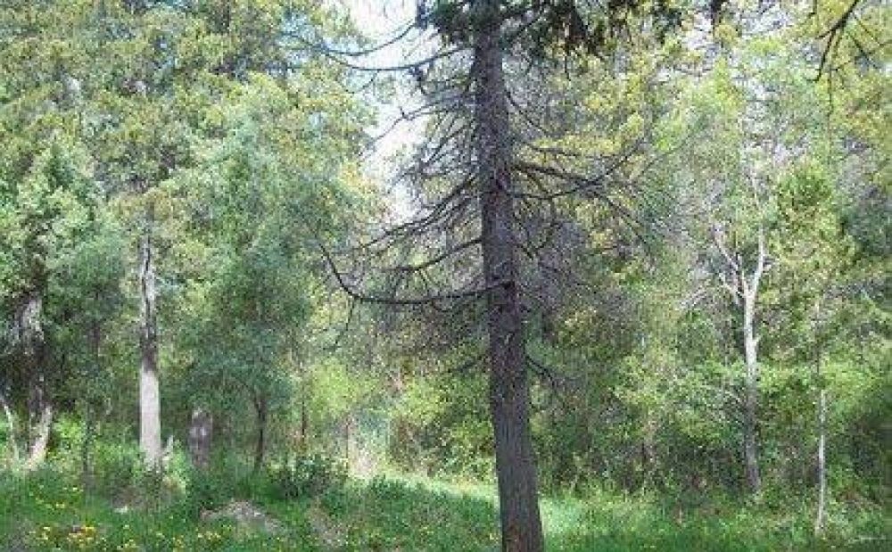 Denuncian tala irregular de �rboles en bosque del oeste