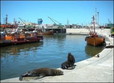 Detectaron planta ilegal de pescado en el puerto