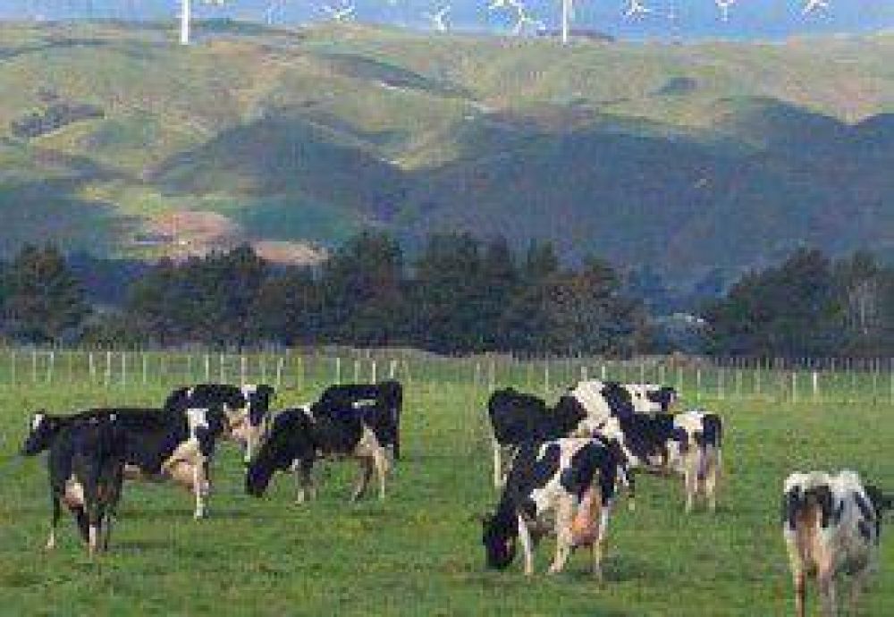 Chile: La produccin #lechera de NZ aument 8,3% en setiembre 