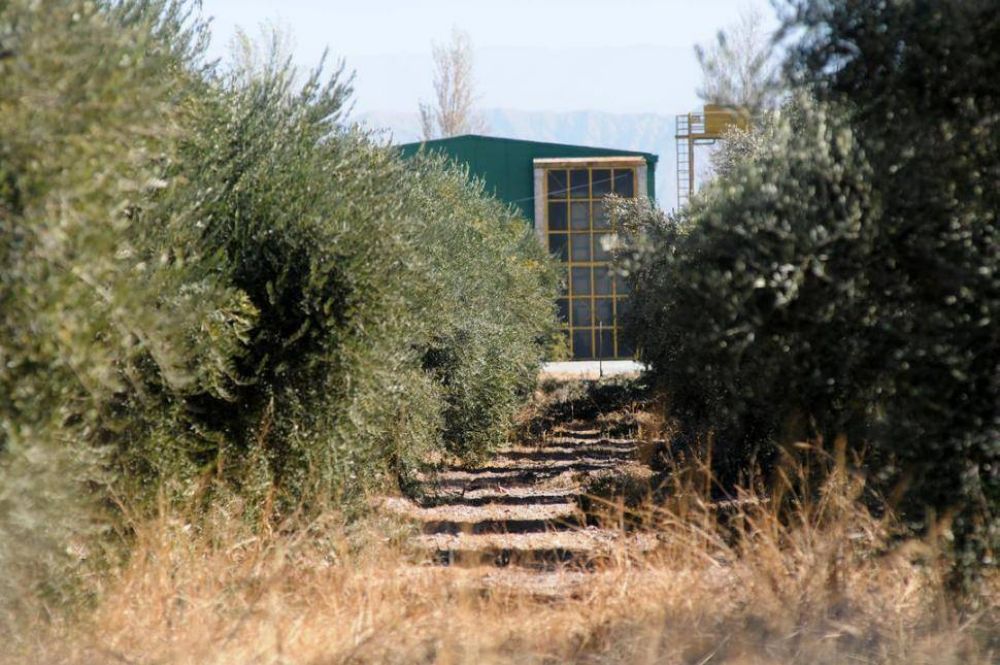 Manzur admite que posee acciones en una aceitera