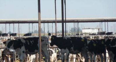 "Las condiciones climticas y la contaminacin de los alimentos para el ganado"