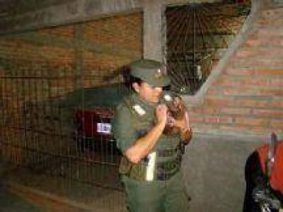 Gendarmer�a rescat� un mono �tit� y un yacar� en Salta