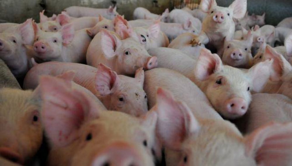 Alertan por 25 casos de triquinosis en C�rdoba