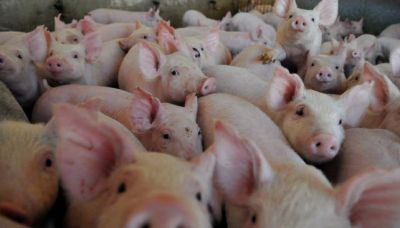 Alertan por 25 casos de triquinosis en C�rdoba