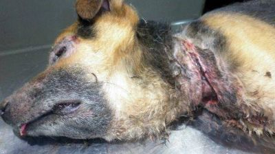 Grave maltrato a un perro