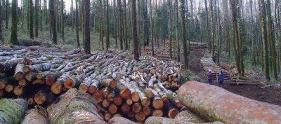 Diputados aprobaron adhesi�n a pr�rroga de promoci�n forestal y plan provincial