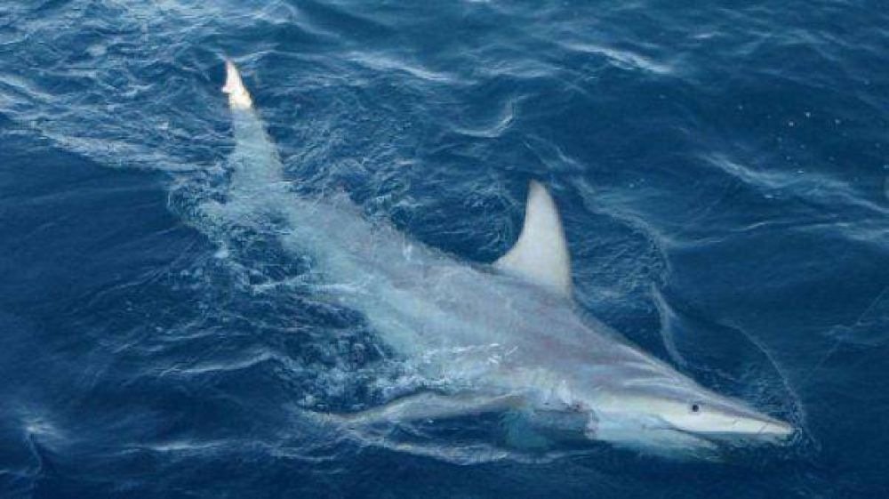 En Australia piden la matanza de tiburones de m�s de tres metros