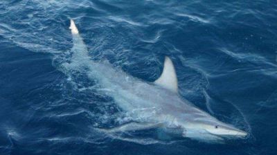 En Australia piden la matanza de tiburones de m�s de tres metros