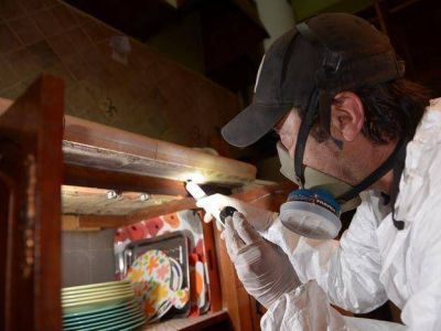 Plagas: desinfectar una vivienda cuesta entre 250 y 500 pesos