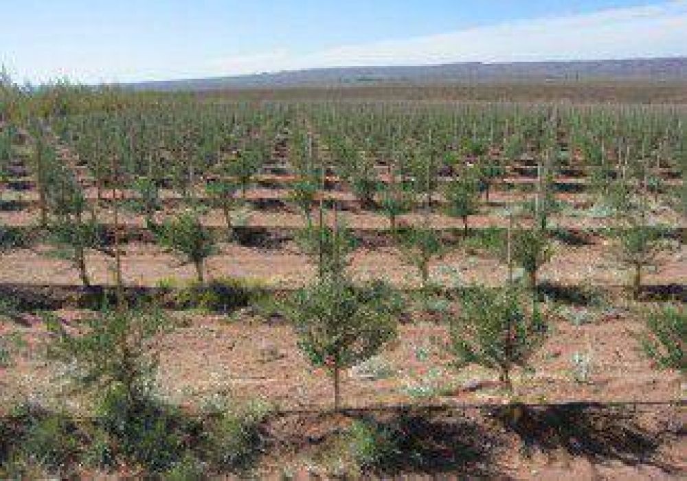 Avanza la producci�n de olivares 