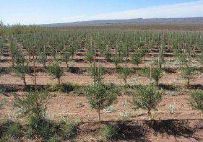 Avanza la producci�n de olivares 