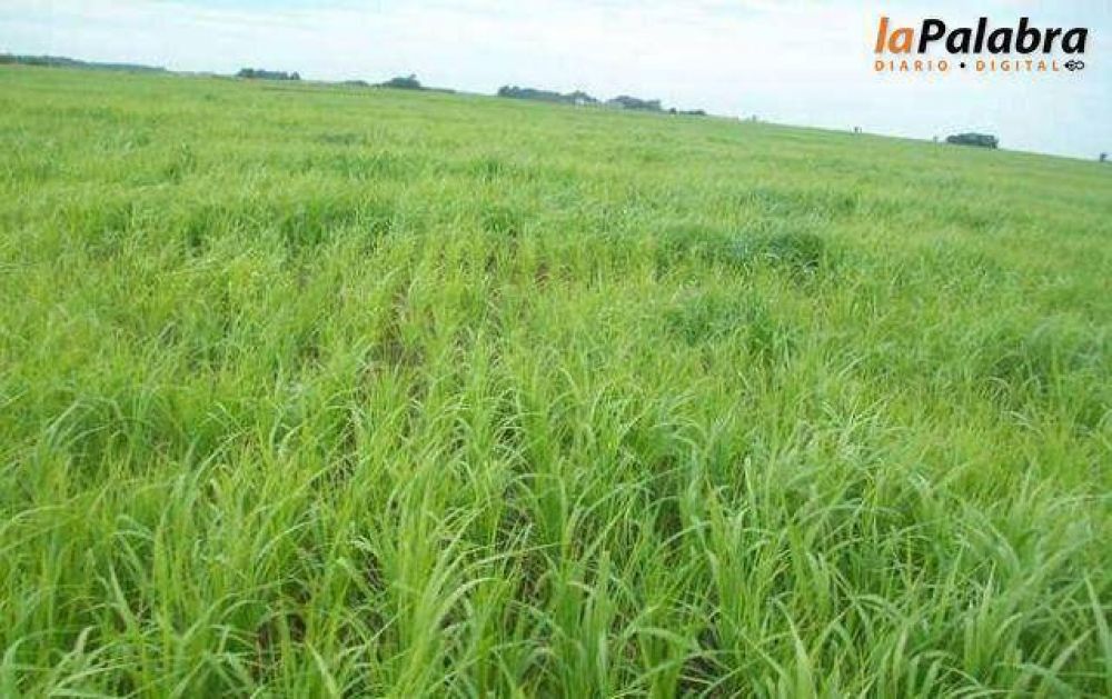 Siembra record de pastura de verano en Patagones