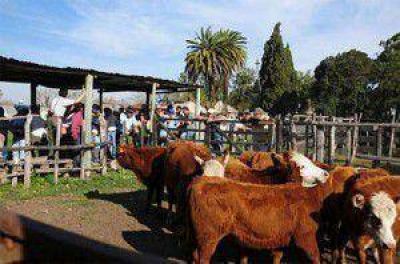 Se realizar� el sexto Remate de invernada en Las Lomitas