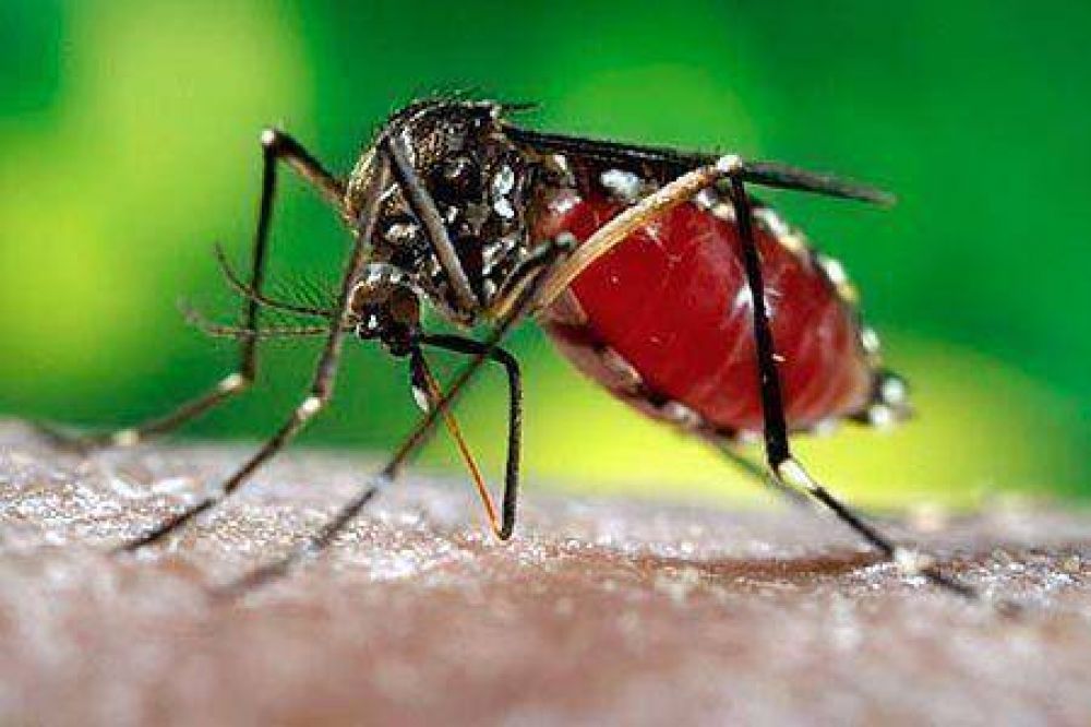 Salud realizar� operativos de prevenci�n del dengue en barriadas de S�enz Pe�a
