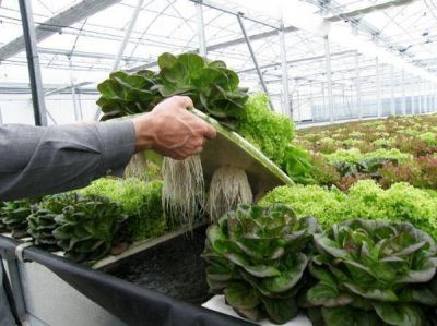 El INTA estudia el desarrollo de nuevas tecnolog�as de cultivo alternativas