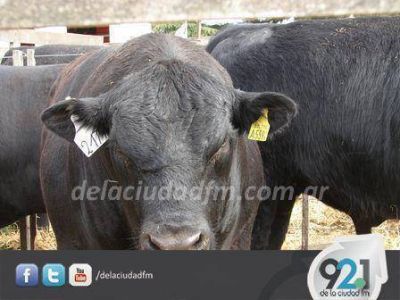 Se realiza esta ma�ana el Remate de La Alianza 