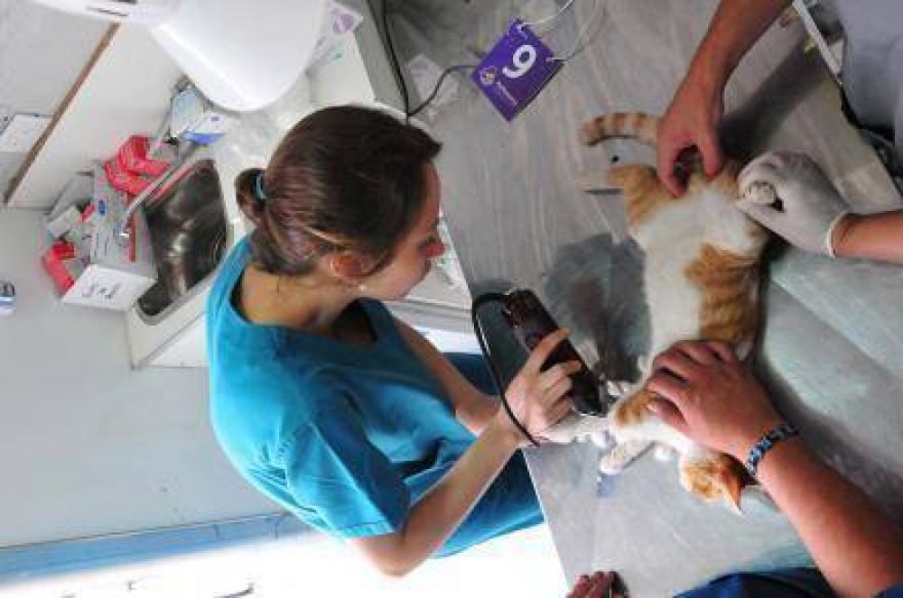 Se instalar� el puesto de vacunaci�n y desparasitaci�n de animales en San Benito